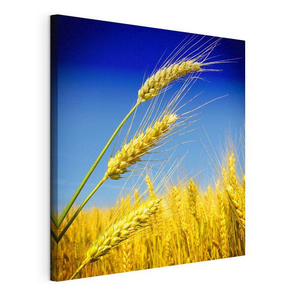 Campo di grano sotto un cielo infinito Stampa su tela Campo di grano sotto un cielo infinito