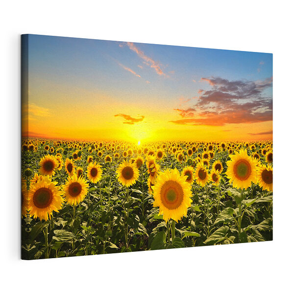 Stampa su tela I girasoli si crogiolano sotto un tramonto dai colori vivaci