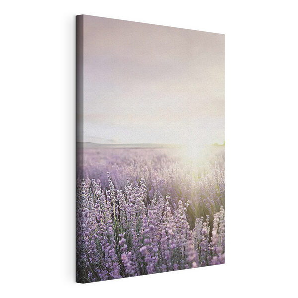 Stampa su tela Campo di lavanda illuminato dai raggi del sole