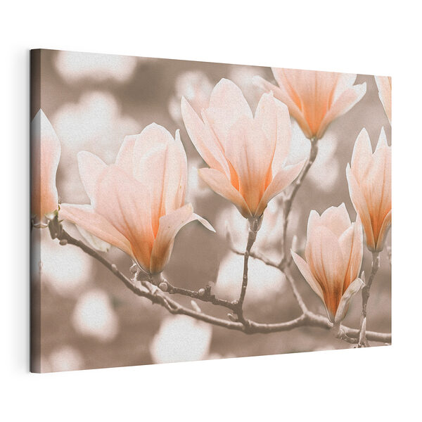Stampa su tela I fiori di magnolia in fiore in primavera