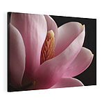 Stampa su tela Una delicata magnolia rosa in fiore