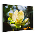 Stampa su tela Magnolia illuminata dalla luce del sole