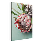 Stampa su tela Una protea rosa sboccia su una superficie color verde acqua