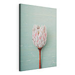 Stampa su tela Fiore di protea su sfondo blu