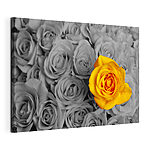 Stampa su tela Un tocco di colore che spicca tra le rose monocromatiche