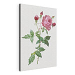 Stampa su tela Rosa e boccioli su uno stelo frondoso
