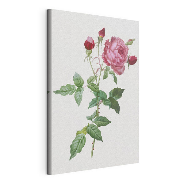 Rosa e boccioli su uno stelo frondoso Stampa su tela Rosa e boccioli su uno stelo frondoso