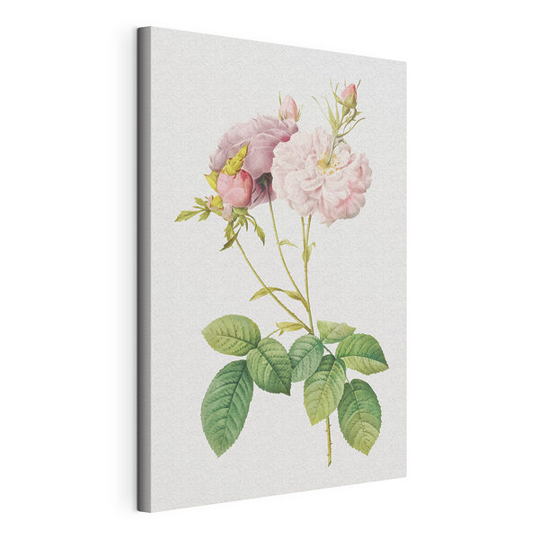 Bellissime rose dai colori pastello e foglie verdi Stampa su tela Bellissime rose dai colori pastello e foglie verdi