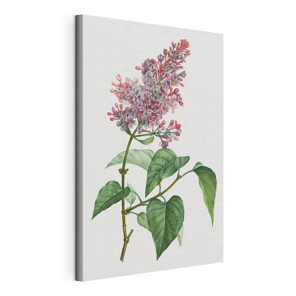 Fiori e foglie di un vivace color lilla Stampa su tela Fiori e foglie di un vivace color lilla