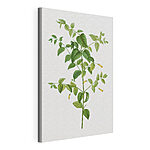 Stampa su tela Illustrazione botanica con foglie verdi