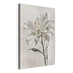 Stampa su tela Elegante giglio bianco in fiore
