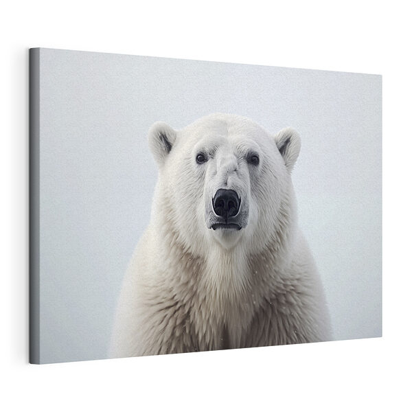 Orso polare che guarda verso la fotocamera Stampa su tela Orso polare che guarda verso la fotocamera
