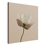 Stampa su tela Fiore bianco con petali marroni