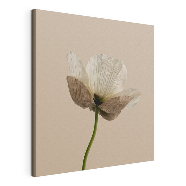 Fiore bianco con petali marroni Stampa su tela Fiore bianco con petali marroni
