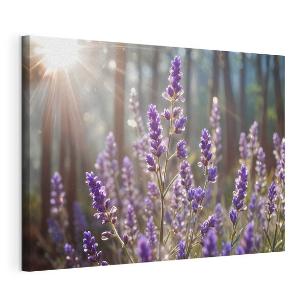 Stampa su tela La luce del sole inonda la lavanda nella foresta