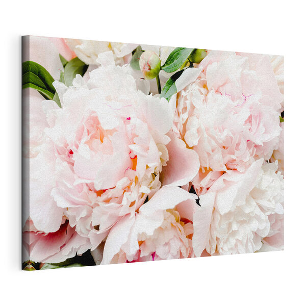 Stampa su tela Peonie rosa tenue in fiore