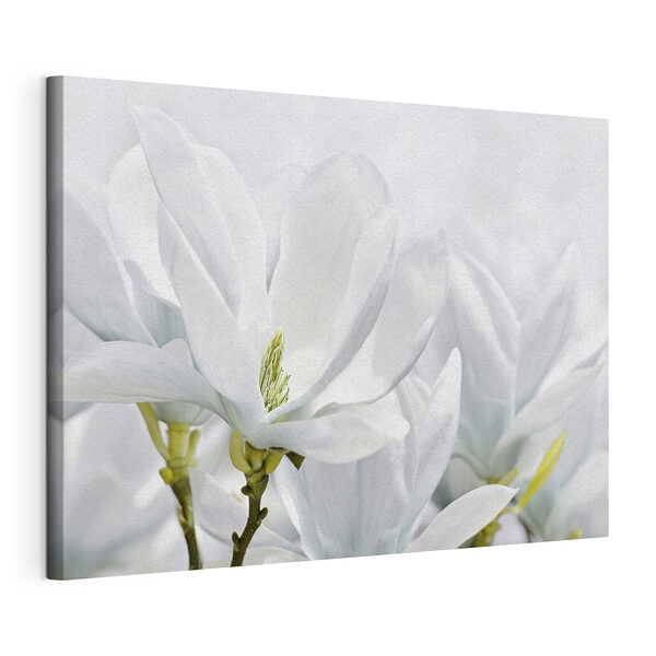 Stampa su tela La magnolia bianca fiorisce in primavera