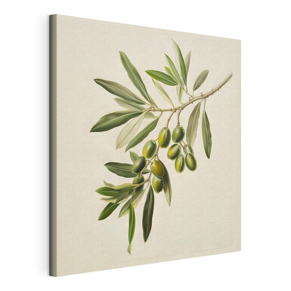 Stampa su tela Ramo d'ulivo con olive di un verde intenso